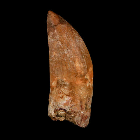 XL 2.7" Carcharodontosaurus Serrated Fossil Tooth Cretaceous Theropod Dinosaur COA - Fossil Age Minerals