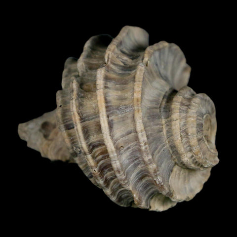 1.7" Ecphora Gardnerae Gastropod Fossil Shell Lee Creek Miocene Epoch North Carolina - Fossil Age Minerals
