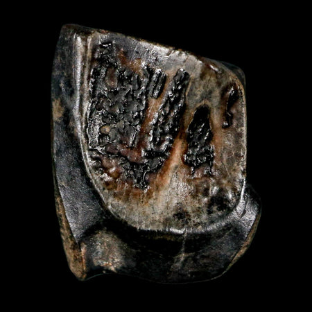 0.5" Triceratops Fossil Tooth Lance Creek FM Cretaceous Dinosaur WY COA Display