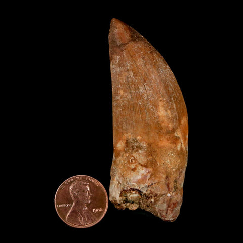 XL 2.7" Carcharodontosaurus Serrated Fossil Tooth Cretaceous Theropod Dinosaur COA - Fossil Age Minerals