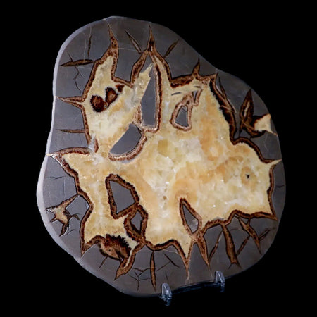 7.2" Septarian Dragon Stone Polished Slice Mineral Specimen Utah Stand