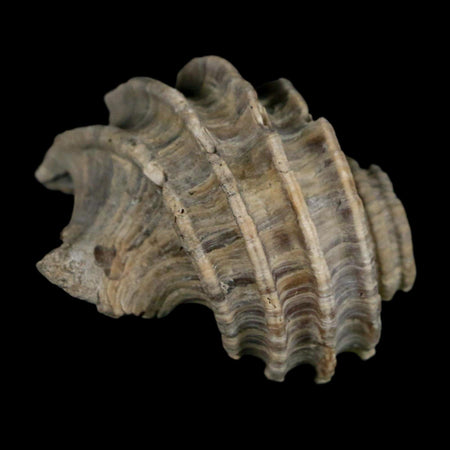 1.7" Ecphora Gardnerae Gastropod Fossil Shell Lee Creek Miocene Epoch North Carolina