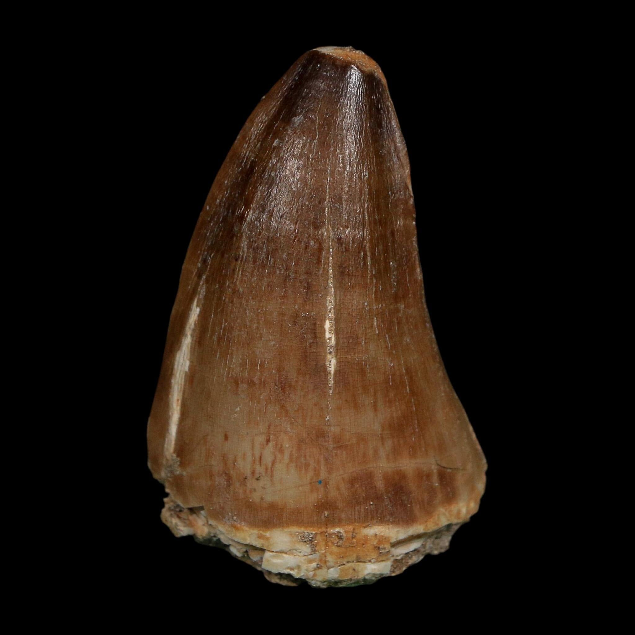 XL 2.4" Tylosaurus Mosasaur Fossil Tooth Cretaceous Dinosaur Era COA, Stand - Fossil Age Minerals