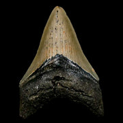 3.5" Quality Megalodon Shark Tooth Serrated Fossil Natural Miocene Age COA