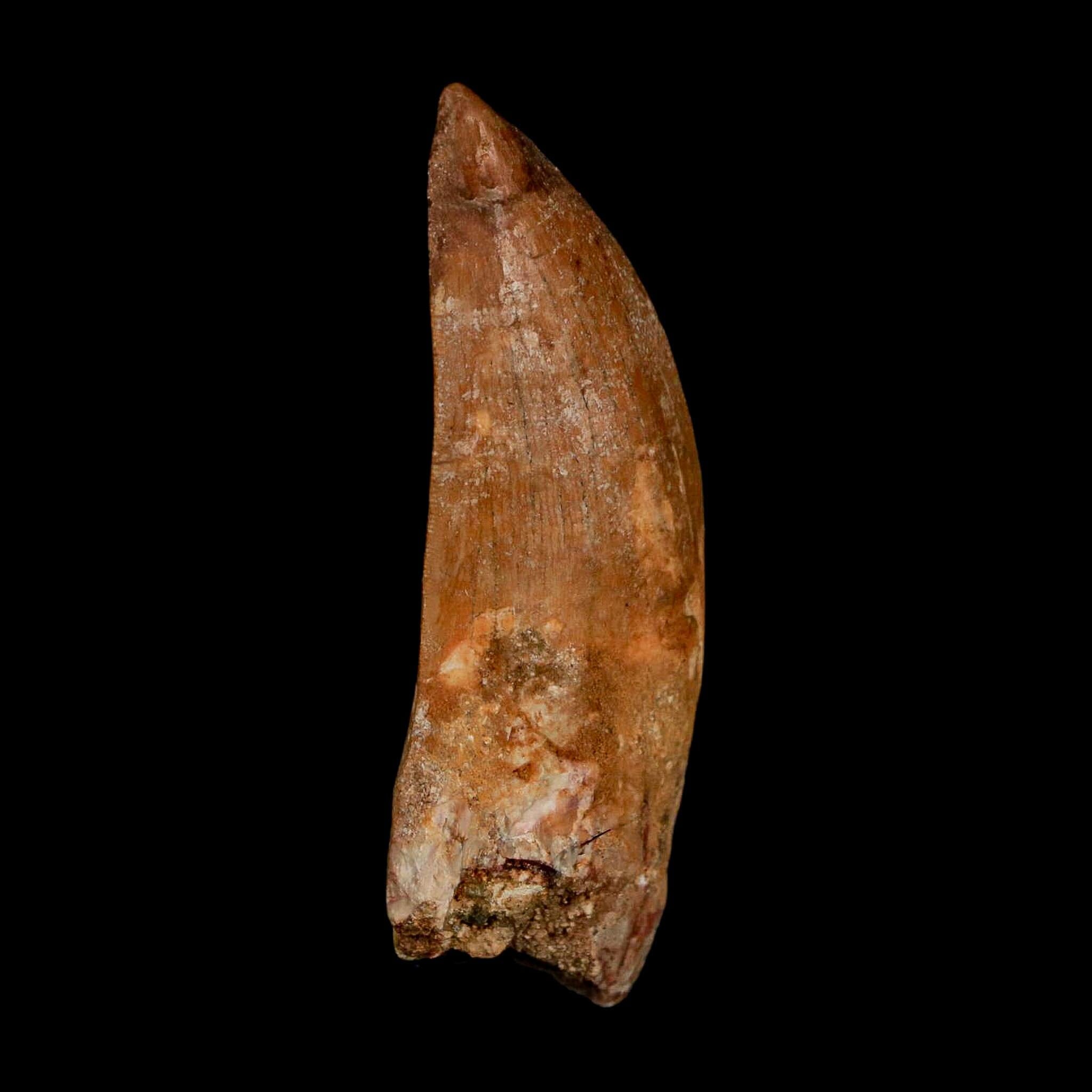 XL 2.7" Carcharodontosaurus Serrated Fossil Tooth Cretaceous Theropod Dinosaur COA - Fossil Age Minerals