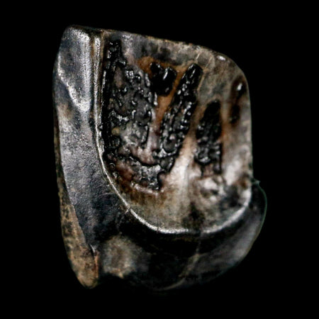 0.5" Triceratops Fossil Tooth Lance Creek FM Cretaceous Dinosaur WY COA Display