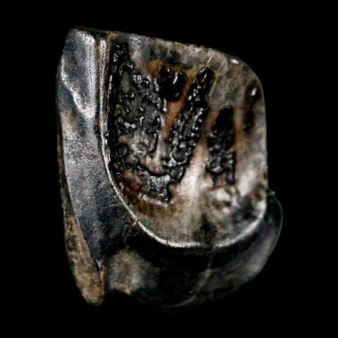 0.5" Triceratops Fossil Tooth Lance Creek FM Cretaceous Dinosaur WY COA Display - Fossil Age Minerals