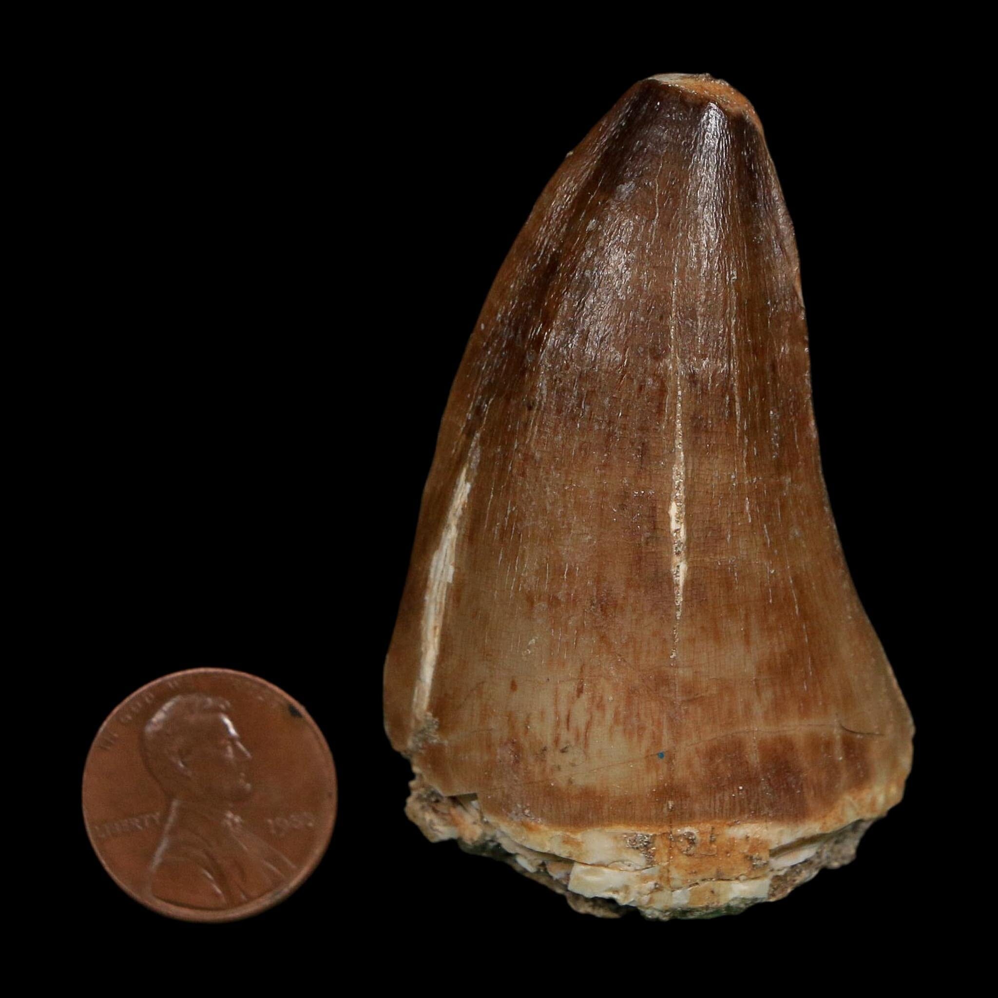 XL 2.4" Tylosaurus Mosasaur Fossil Tooth Cretaceous Dinosaur Era COA, Stand - Fossil Age Minerals