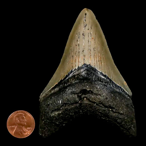 3.5" Quality Megalodon Shark Tooth Serrated Fossil Natural Miocene Age COA