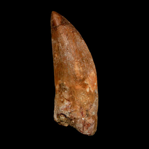 XL 2.7" Carcharodontosaurus Serrated Fossil Tooth Cretaceous Theropod Dinosaur COA - Fossil Age Minerals