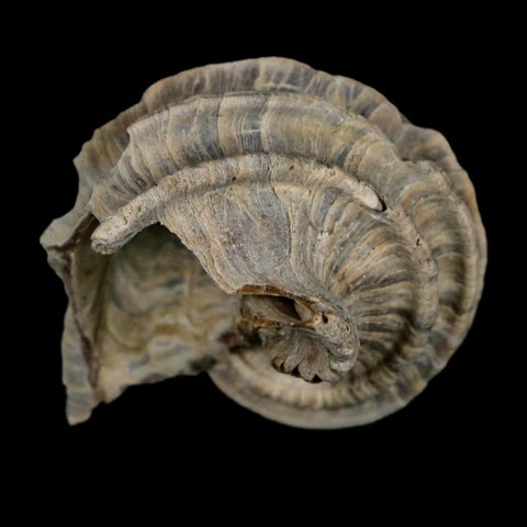 1.7" Ecphora Gardnerae Gastropod Fossil Shell Lee Creek Miocene Epoch North Carolina - Fossil Age Minerals