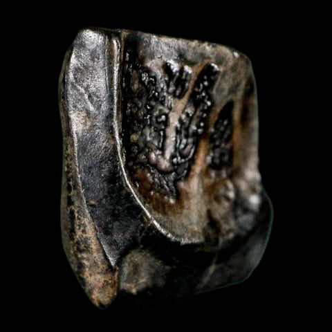 0.5" Triceratops Fossil Tooth Lance Creek FM Cretaceous Dinosaur WY COA Display - Fossil Age Minerals