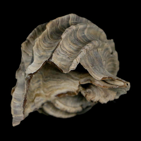 1.7" Ecphora Gardnerae Gastropod Fossil Shell Lee Creek Miocene Epoch North Carolina - Fossil Age Minerals