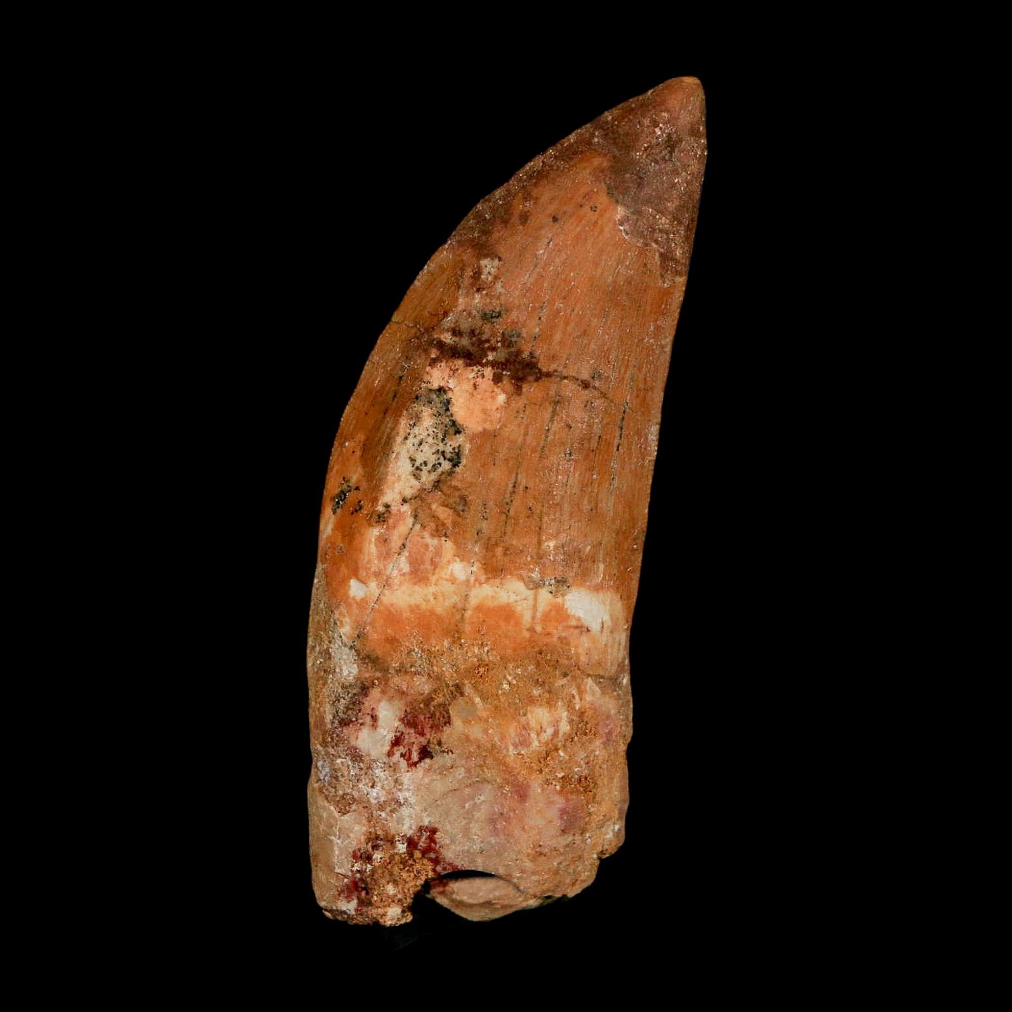 XL 2.7" Carcharodontosaurus Serrated Fossil Tooth Cretaceous Theropod Dinosaur COA - Fossil Age Minerals