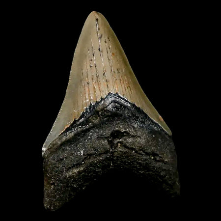 3.5" Quality Megalodon Shark Tooth Serrated Fossil Natural Miocene Age COA