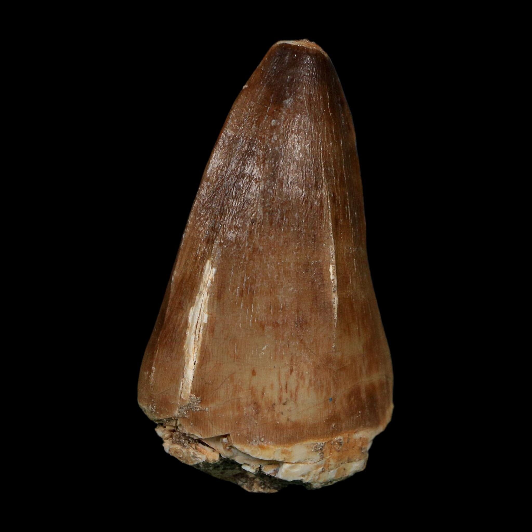 XL 2.4" Tylosaurus Mosasaur Fossil Tooth Cretaceous Dinosaur Era COA, Stand - Fossil Age Minerals