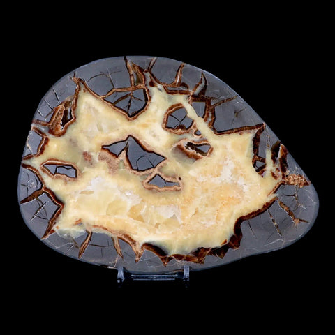7.1" Septarian Dragon Stone Polished Slice Mineral Specimen Utah Stand - Fossil Age Minerals