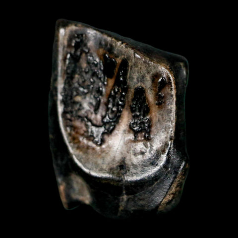 0.5" Triceratops Fossil Tooth Lance Creek FM Cretaceous Dinosaur WY COA Display - Fossil Age Minerals