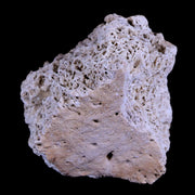 1.8" Glyptodon Fossil Osteoderm Scute Plate Bony Armor Pliocene Age Uruguay COA