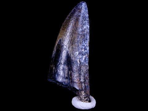 2.2" Sarcosuchus Imperator Crocodile Fossil Tooth Elrhaz FM Cretaceous Niger COA - Fossil Age Minerals