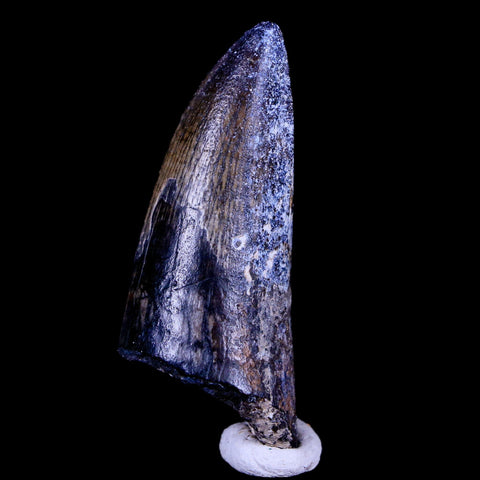 2.2" Sarcosuchus Imperator Crocodile Fossil Tooth Elrhaz FM Cretaceous Niger COA - Fossil Age Minerals