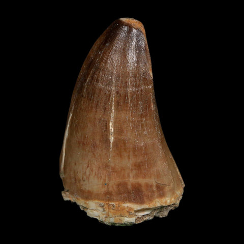 XL 2.4" Tylosaurus Mosasaur Fossil Tooth Cretaceous Dinosaur Era COA, Stand