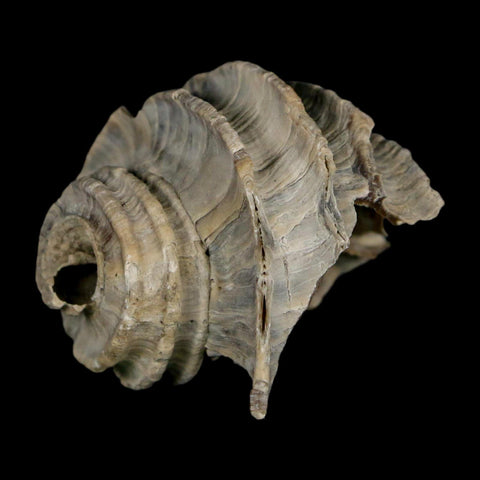 1.7" Ecphora Gardnerae Gastropod Fossil Shell Lee Creek Miocene Epoch North Carolina - Fossil Age Minerals