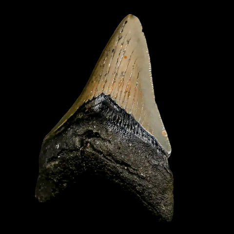 3.5" Quality Megalodon Shark Tooth Serrated Fossil Natural Miocene Age COA