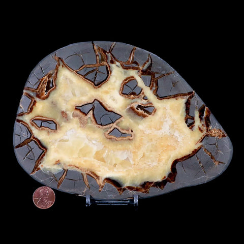 7.1" Septarian Dragon Stone Polished Slice Mineral Specimen Utah Stand - Fossil Age Minerals
