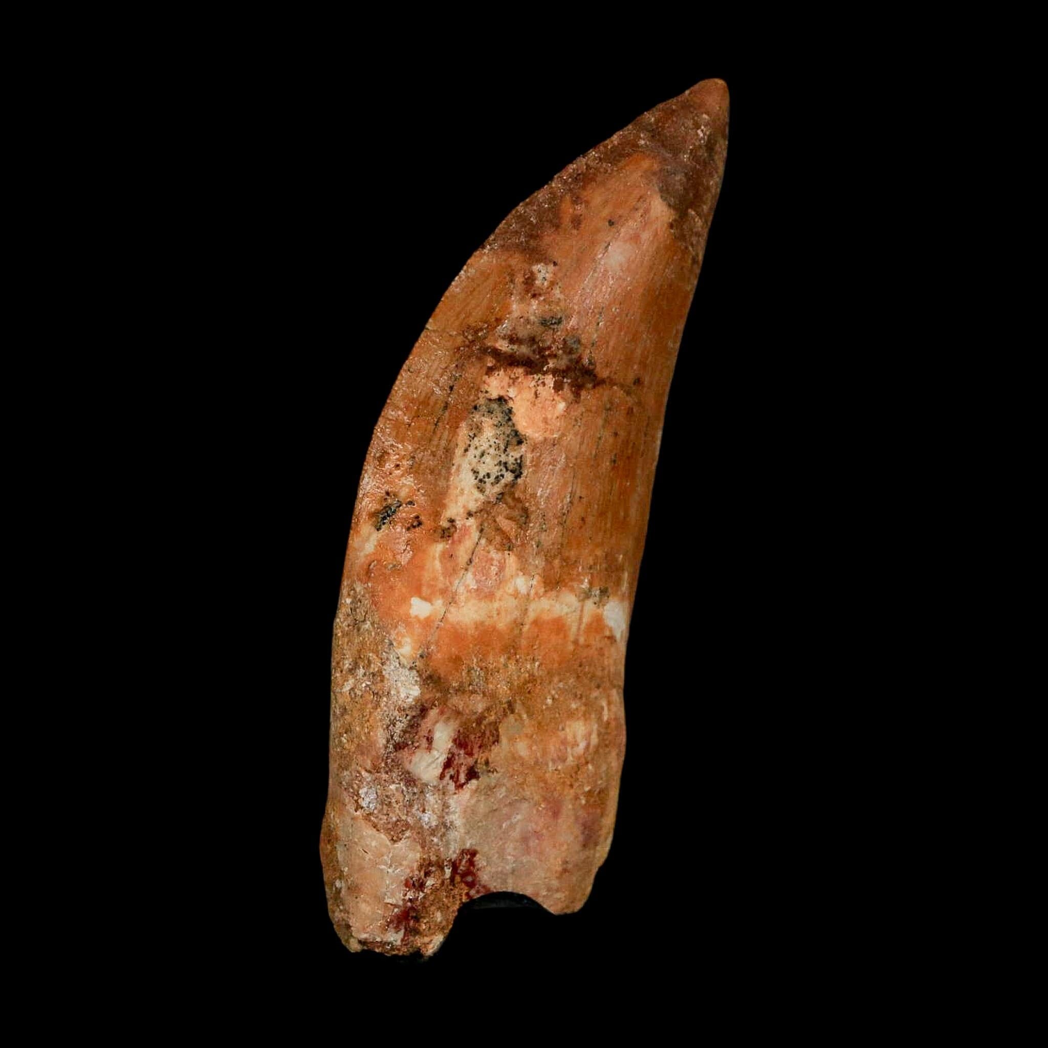 XL 2.7" Carcharodontosaurus Serrated Fossil Tooth Cretaceous Theropod Dinosaur COA - Fossil Age Minerals