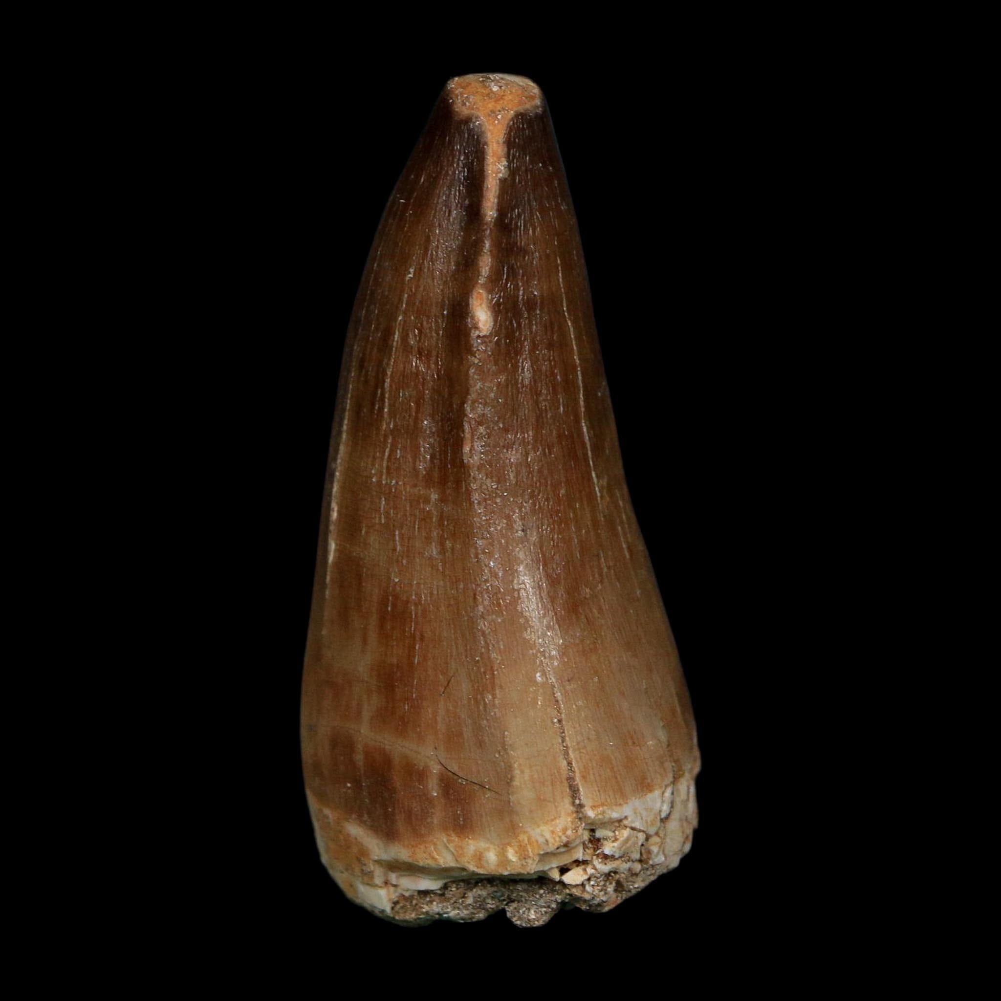 XL 2.4" Tylosaurus Mosasaur Fossil Tooth Cretaceous Dinosaur Era COA, Stand - Fossil Age Minerals