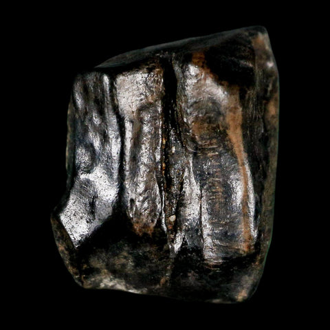 0.5" Triceratops Fossil Tooth Lance Creek FM Cretaceous Dinosaur WY COA Display - Fossil Age Minerals