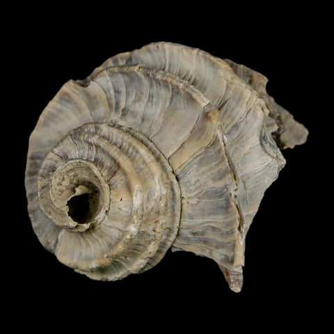 1.7" Ecphora Gardnerae Gastropod Fossil Shell Lee Creek Miocene Epoch North Carolina - Fossil Age Minerals