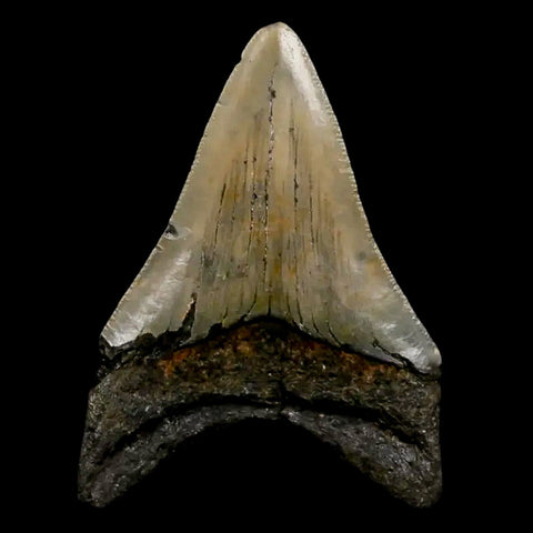 3.5" Quality Megalodon Shark Tooth Serrated Fossil Natural Miocene Age COA