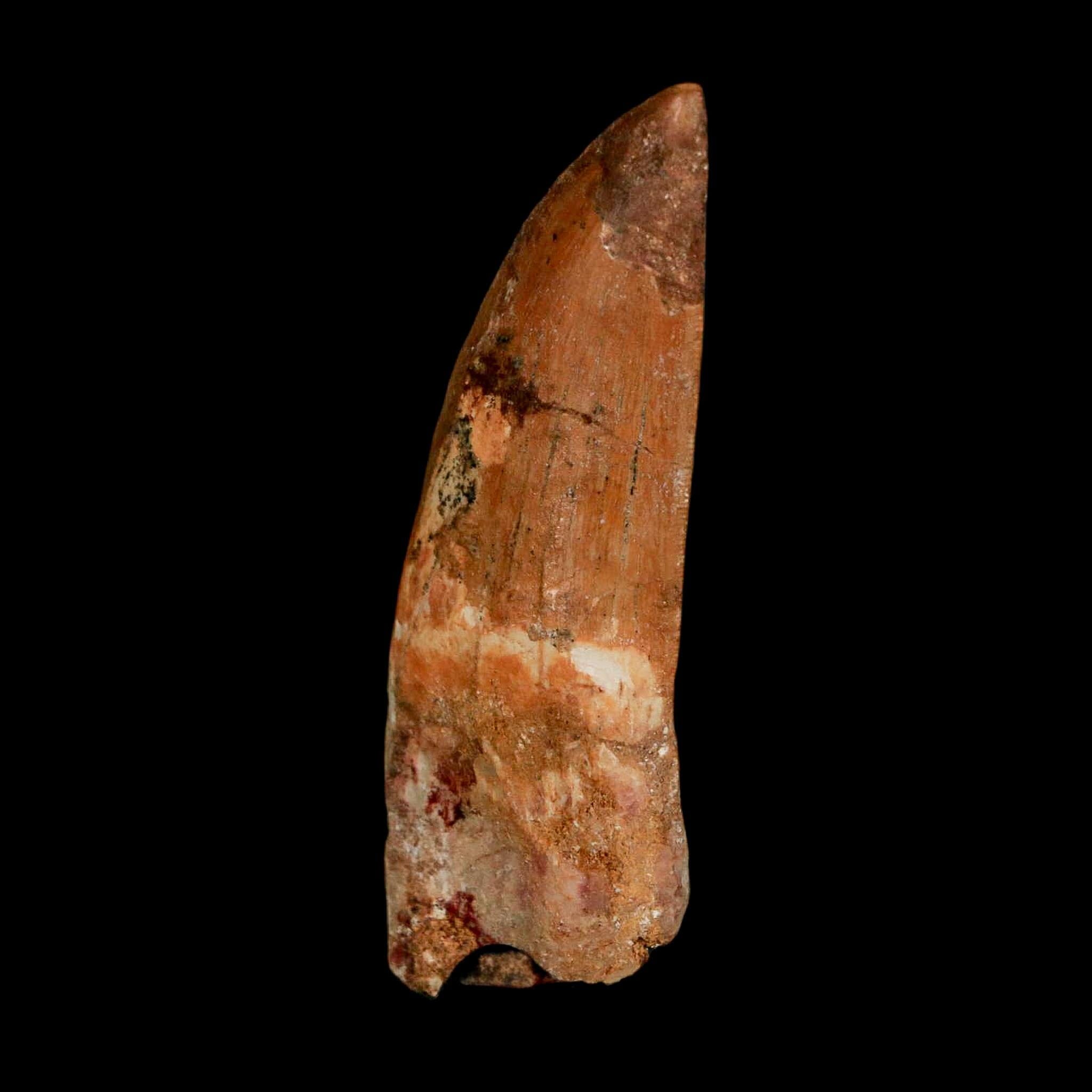 XL 2.7" Carcharodontosaurus Serrated Fossil Tooth Cretaceous Theropod Dinosaur COA - Fossil Age Minerals