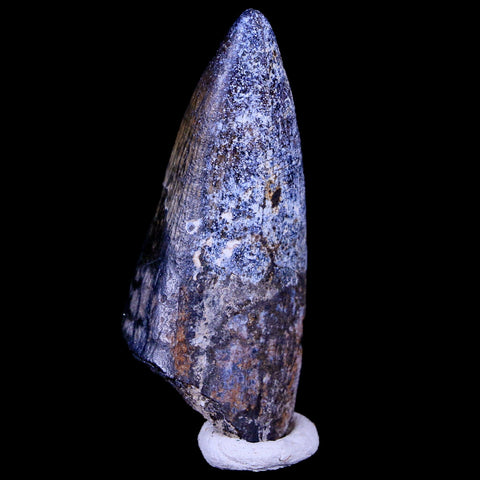 2.2" Sarcosuchus Imperator Crocodile Fossil Tooth Elrhaz FM Cretaceous Niger COA - Fossil Age Minerals