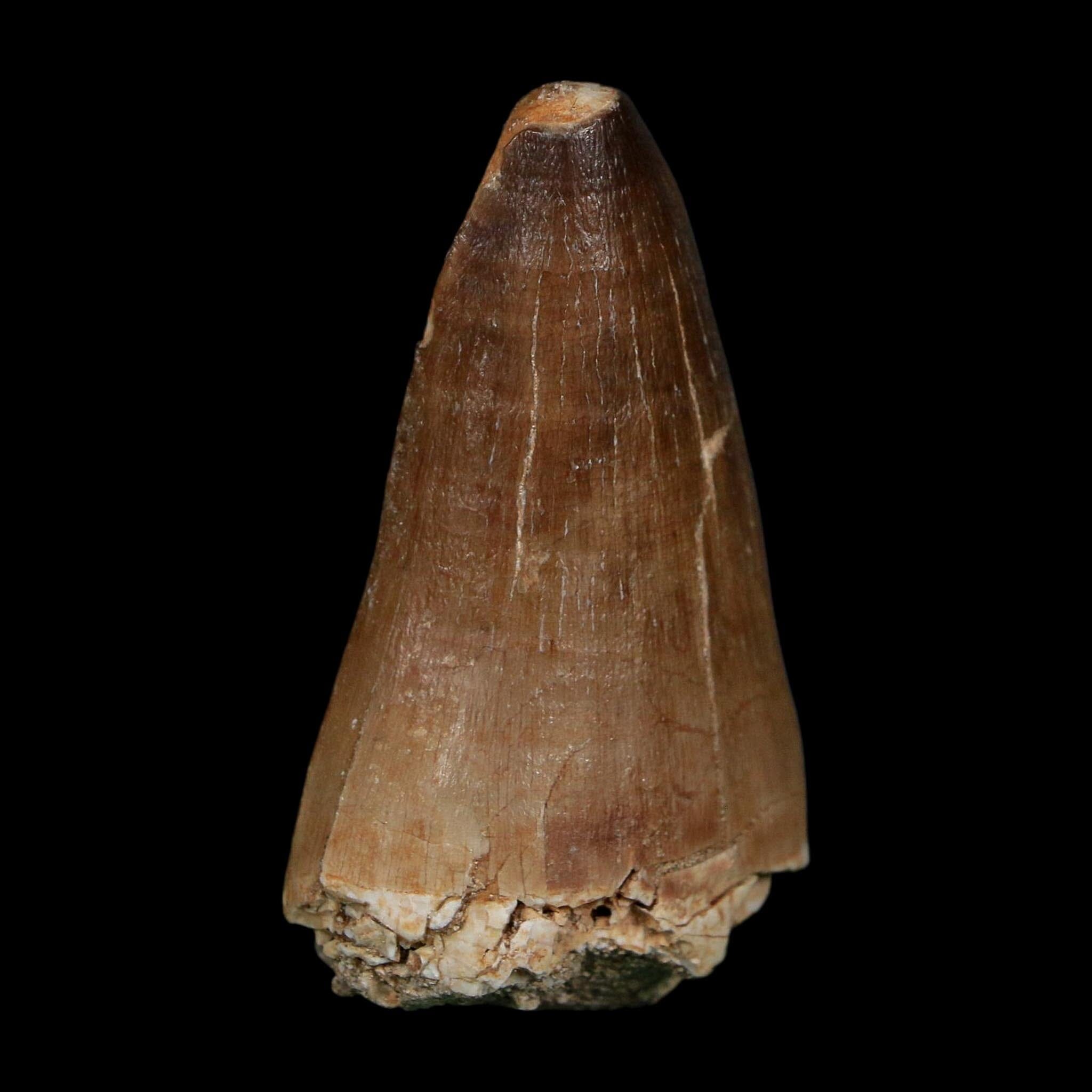 XL 2.4" Tylosaurus Mosasaur Fossil Tooth Cretaceous Dinosaur Era COA, Stand - Fossil Age Minerals