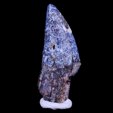 2.2" Sarcosuchus Imperator Crocodile Fossil Tooth Elrhaz FM Cretaceous Niger COA - Fossil Age Minerals