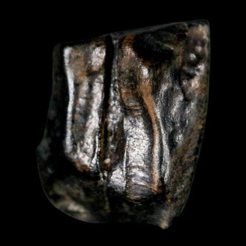 0.5" Triceratops Fossil Tooth Lance Creek FM Cretaceous Dinosaur WY COA Display - Fossil Age Minerals