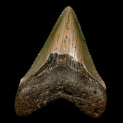 2.6" Quality Megalodon Shark Tooth Serrated Fossil Natural Miocene Age COA