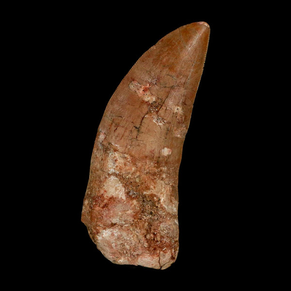XL 3.3