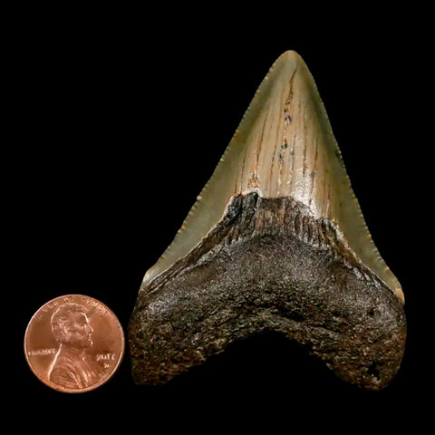 2.6" Quality Megalodon Shark Tooth Serrated Fossil Natural Miocene Age COA