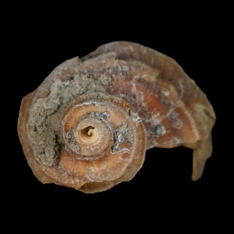 1.9" Ecphora Gardnerae Gastropod Fossil Shell Lee Creek Miocene Epoch North Carolina - Fossil Age Minerals