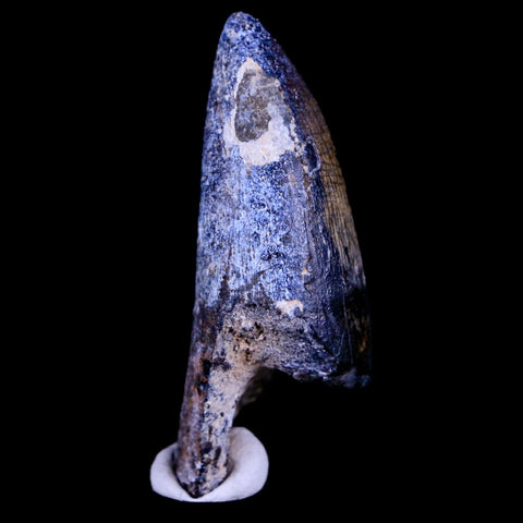 2.2" Sarcosuchus Imperator Crocodile Fossil Tooth Elrhaz FM Cretaceous Niger COA - Fossil Age Minerals