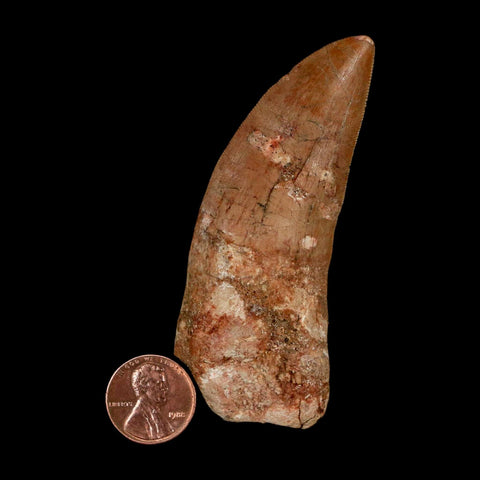 XL 3.3" Carcharodontosaurus Serrated Fossil Tooth Cretaceous Theropod Dinosaur COA - Fossil Age Minerals