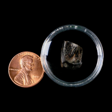 0.5" Triceratops Fossil Tooth Lance Creek FM Cretaceous Dinosaur WY COA Display - Fossil Age Minerals