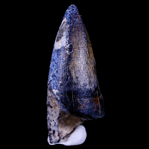 2.2" Sarcosuchus Imperator Crocodile Fossil Tooth Elrhaz FM Cretaceous Niger COA - Fossil Age Minerals