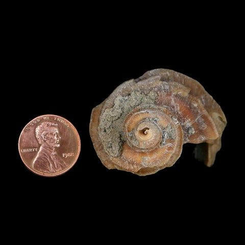 1.9" Ecphora Gardnerae Gastropod Fossil Shell Lee Creek Miocene Epoch North Carolina - Fossil Age Minerals