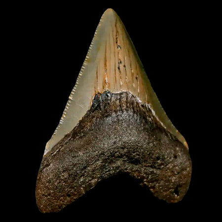 2.6" Quality Megalodon Shark Tooth Serrated Fossil Natural Miocene Age COA