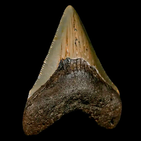 2.6" Quality Megalodon Shark Tooth Serrated Fossil Natural Miocene Age COA